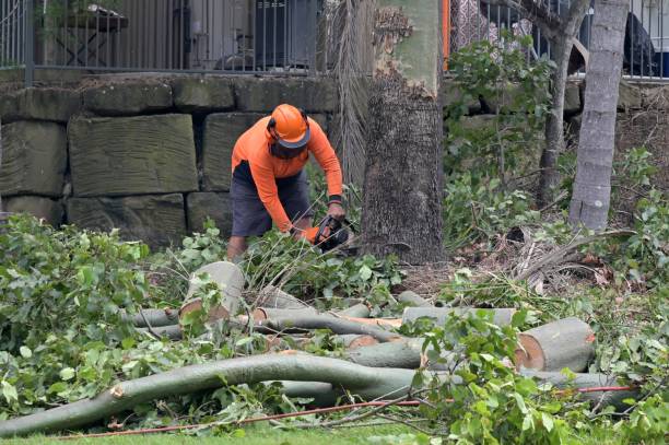 Trusted Del Rey Oaks, CA Tree Services Experts